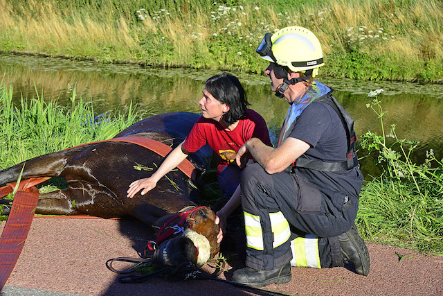 2016/133/20160718-19u23 GB 020 Paard te water Hoofdweg.jpg